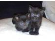 I HAVE 4 gorgeous black kittens that need a good home.....