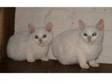 2 adorable chunky white male kittens 9 weeks old ready....