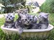 BLUE'S AND Silver Tabby Female Kittens,  (British....