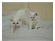 pure white fluffy kittens. 8 beautiful kittens available....