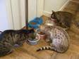 BEAUTIFUL BENGAL kittens for sale. Silver spot and brown....