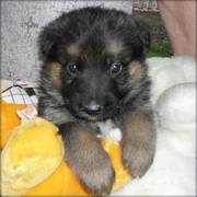 German Shepherd Dog For Sale