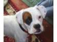 BOXER,  2 years old female un-spade,  white with brindle....