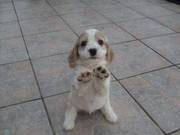 Cute cocker spaniel puppy for sale
