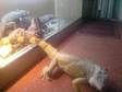 FEMALE IGUANA for sale I have both a male and female....