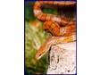 CORN SNAKES for sale. I have two young corn snakes for....