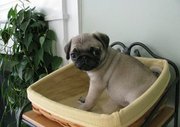 CUTE PUG PUPPIES FOR ADOPTION